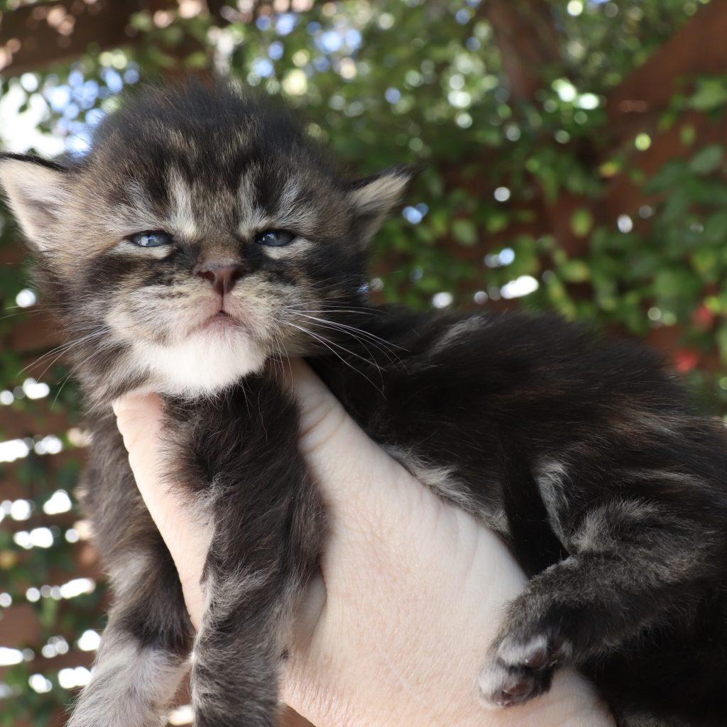 Clover - 19 Days Old ⋆ Sassy Koonz Maine Coon Cattery Cute Maine coon kittens
