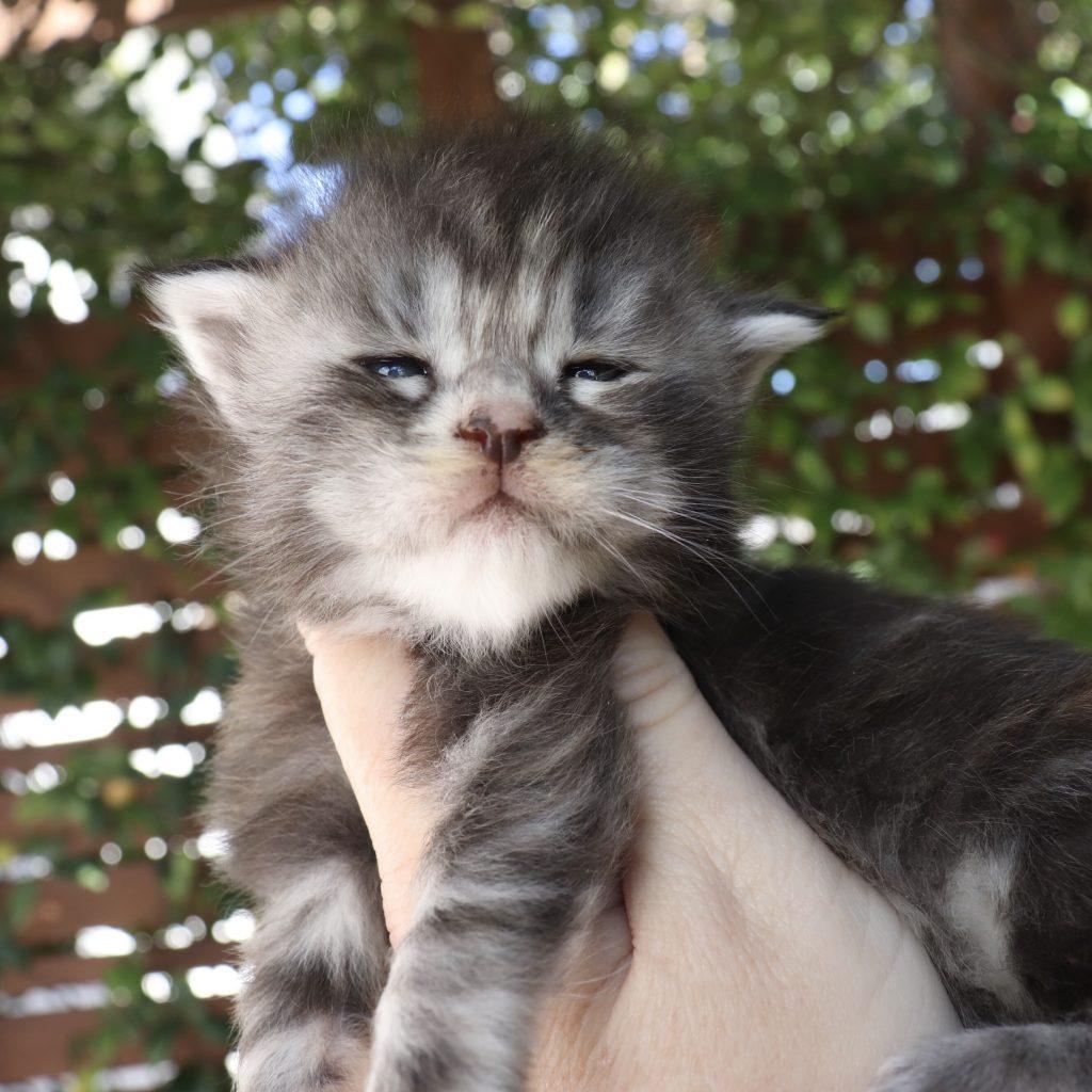 Crimson - 19 Days Old ⋆ Sassy Koonz Maine Coon Cattery Maine coon cat
