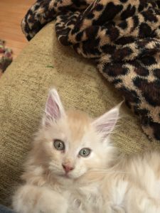 D43DCB7D-16CB-46A1-9A7F-AA25861B9238.jpeg ⋆ Sassy Koonz Maine Coon Cattery Maine coon cat