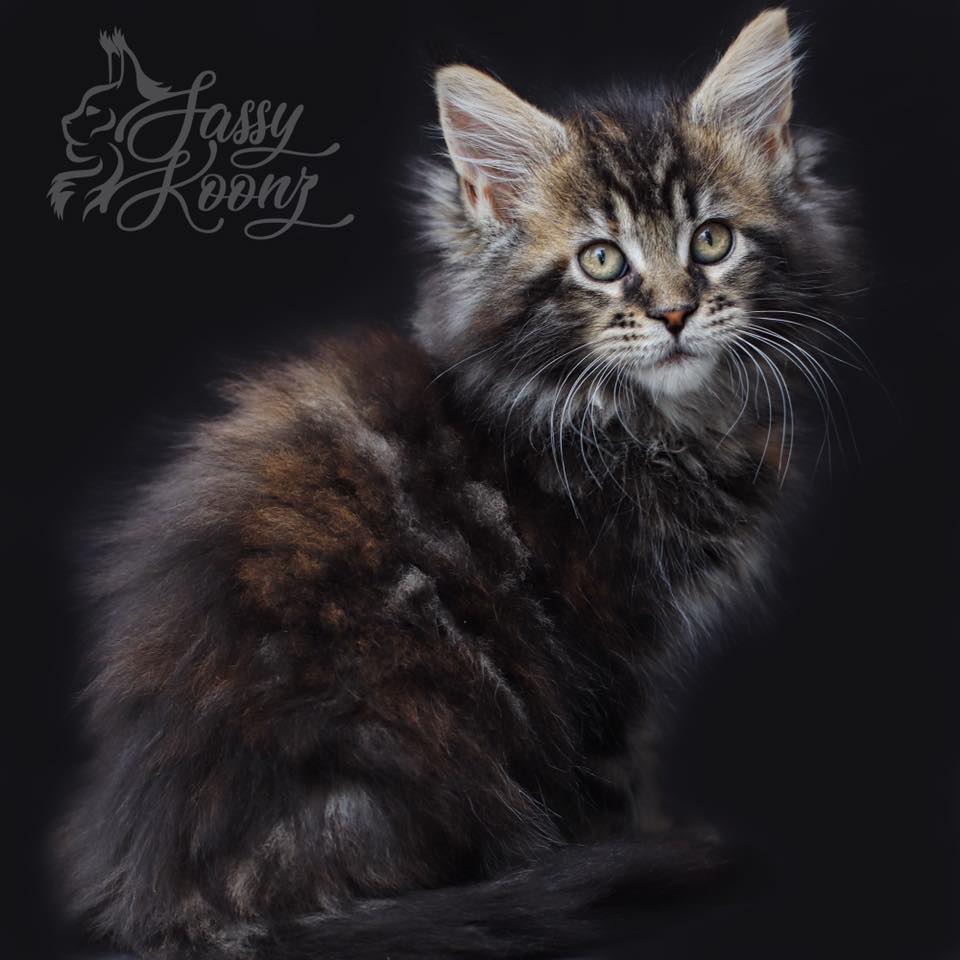 Clover Of Sassy Koonz Black Torbie Maine Coon Kitten