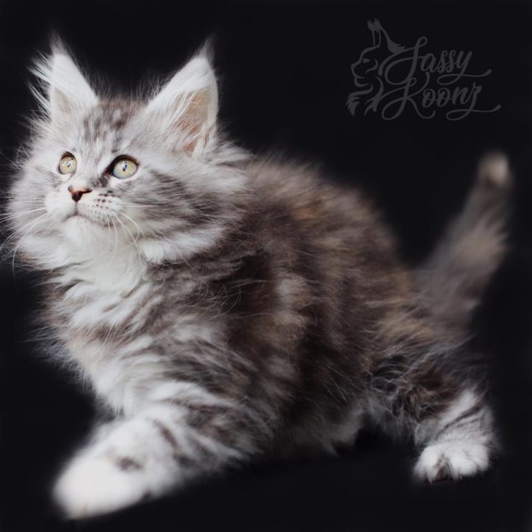 maine coon kitten for sale