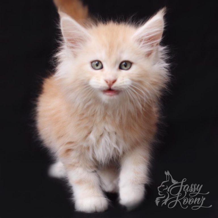red silver maine coon named jett shown as a kitten ,meowing