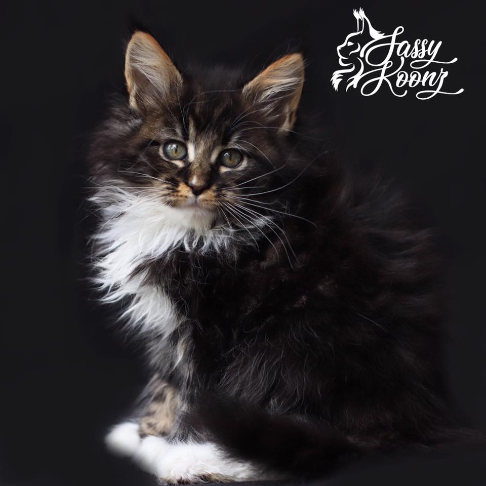 pretty-maine-coon-kitten ⋆ Sassy Koonz Maine Coon Cattery pretty maine coon kitten