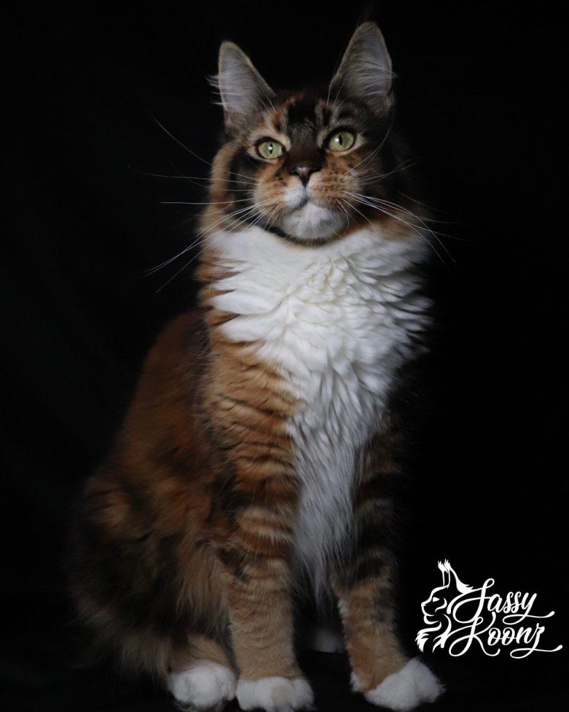 Zsa Zsa ⋆ Sassy Koonz Maine Coon Cattery tortie maine Coon