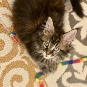 77B44B33-12C7-4713-8317-7AE83B8F6BE5.jpeg ⋆ Sassy Koonz Maine Coon Cattery Maine coon kittens for sale Texas