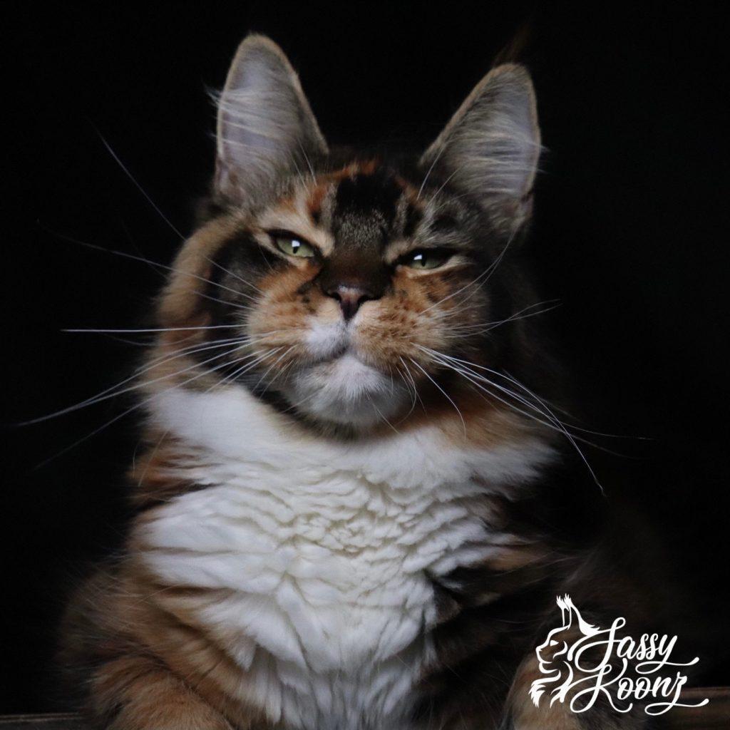 Zsa Zsa ⋆ Sassy Koonz Maine Coon Cattery maine coon kittens