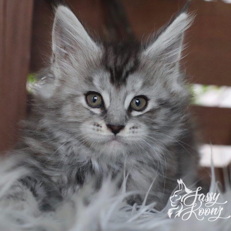 Maine coon cat
