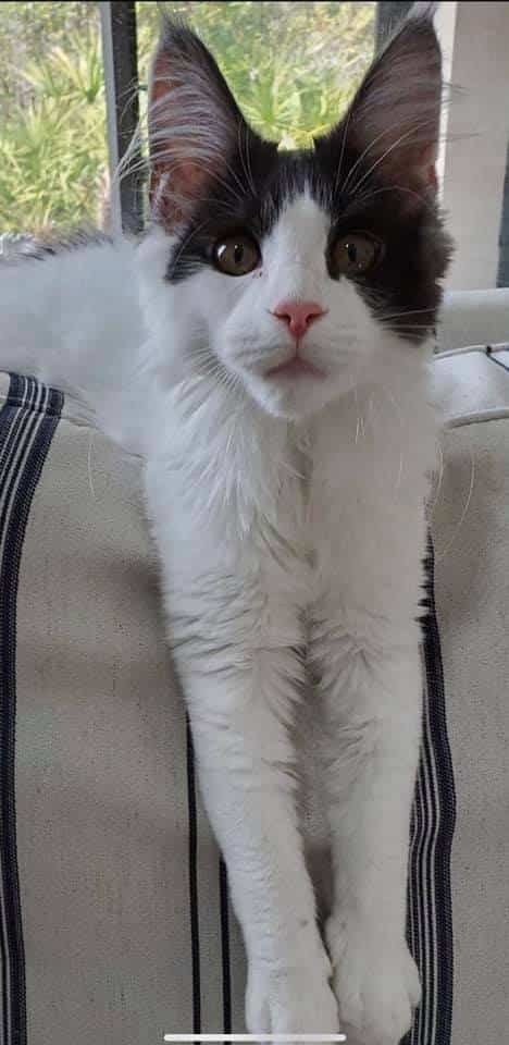 Dimebag-maine-Coon ⋆ Sassy Koonz Maine Coon Cattery Maine coon cat