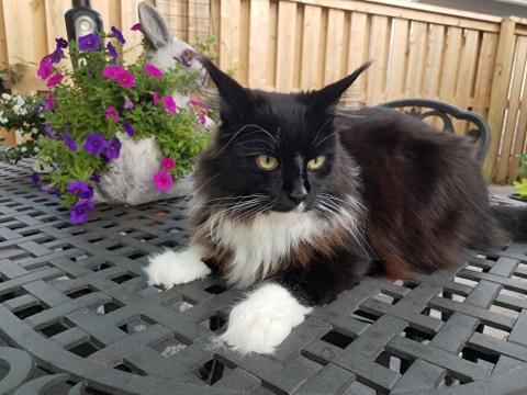 Dio-1-Year-old ⋆ Sassy Koonz Maine Coon Cattery maine coon kittens for sale