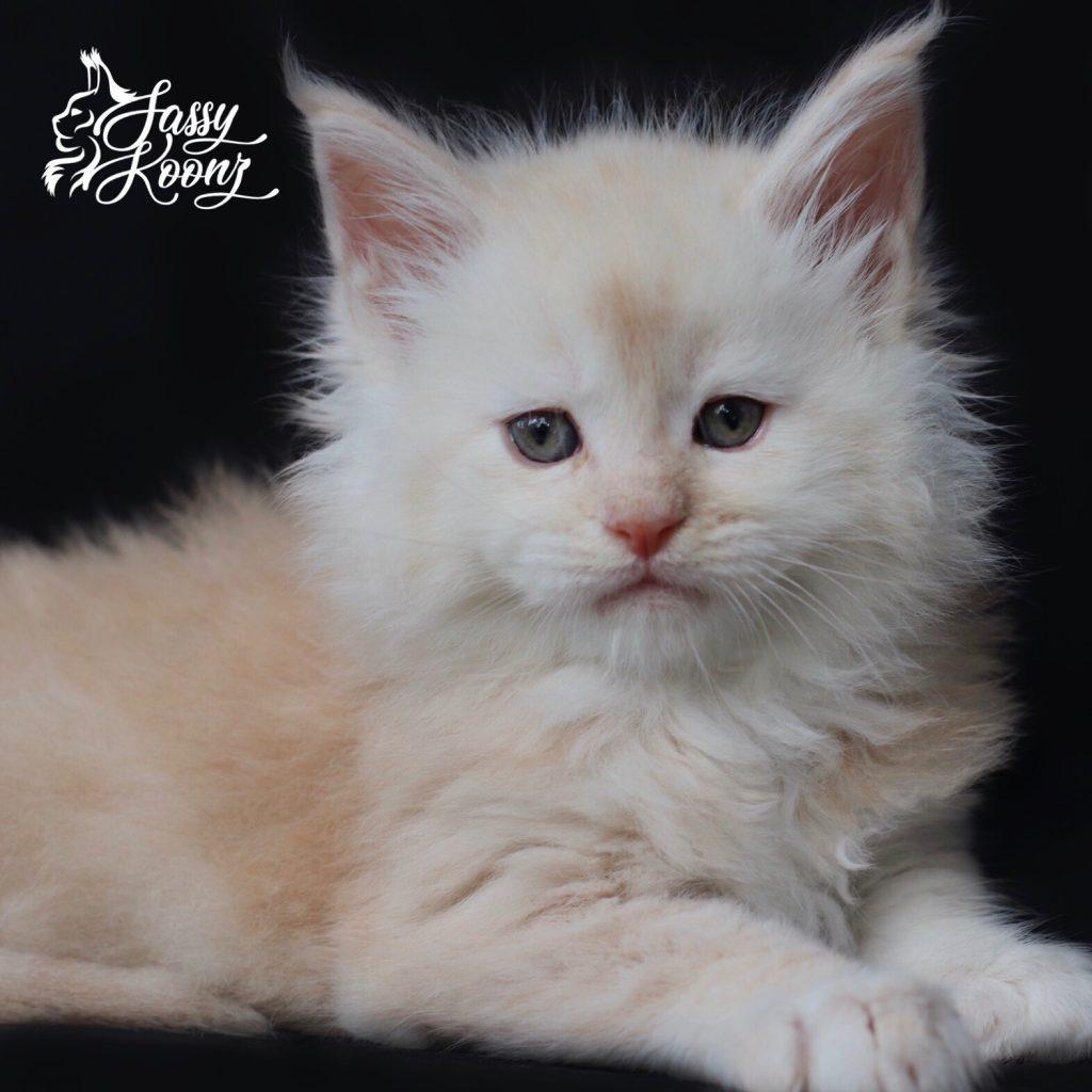 Lucas ⋆ Sassy Koonz Maine Coon Cattery beautiful Maine coon kittens for sale