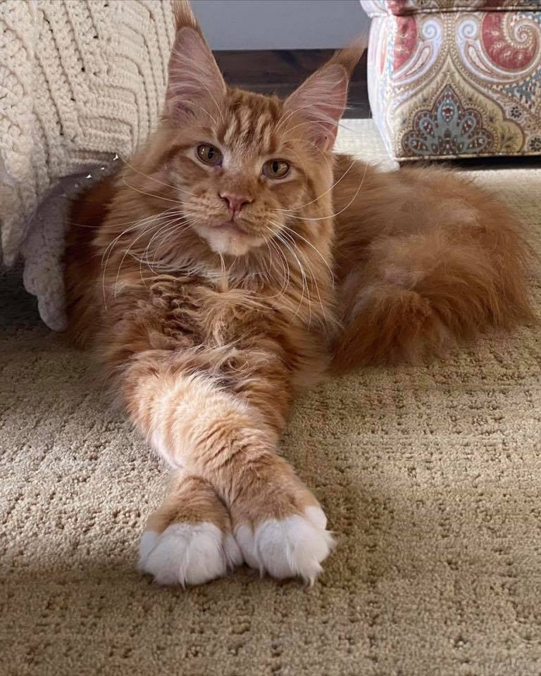 Floyd-1-Year-old ⋆ Sassy Koonz Maine Coon Cattery maine coon cat