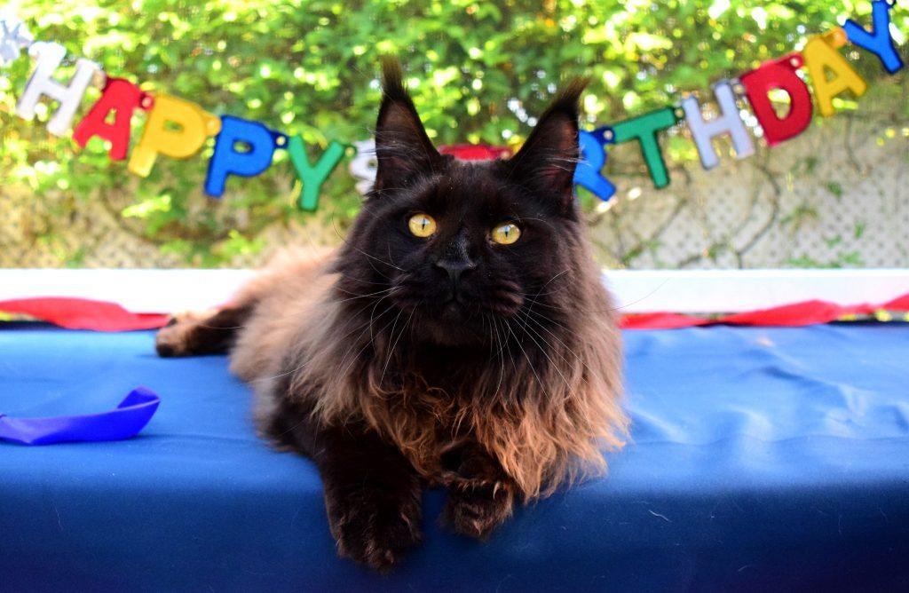 Freddie-1-Year-old ⋆ Sassy Koonz Maine Coon Cattery maine coon kittens florida