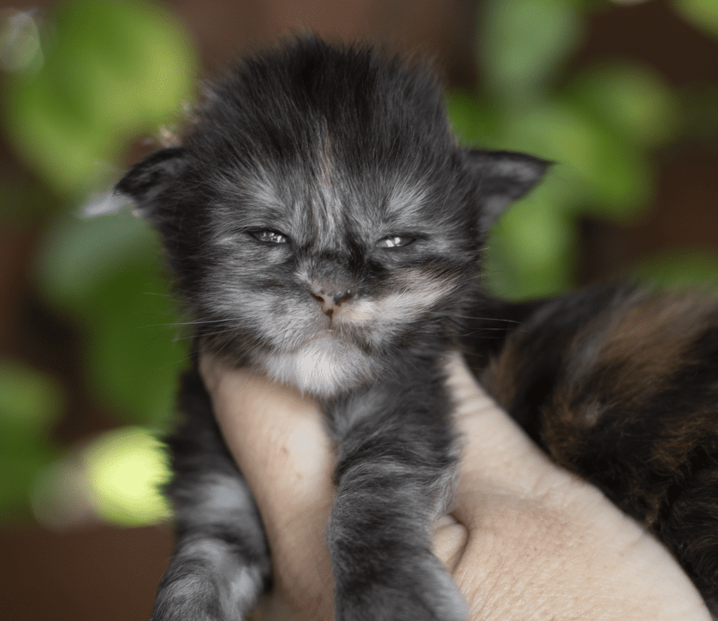 Grafitti-2 Weeks Old ⋆ Sassy Koonz Maine Coon Cattery black smoke tortie Maine Coon