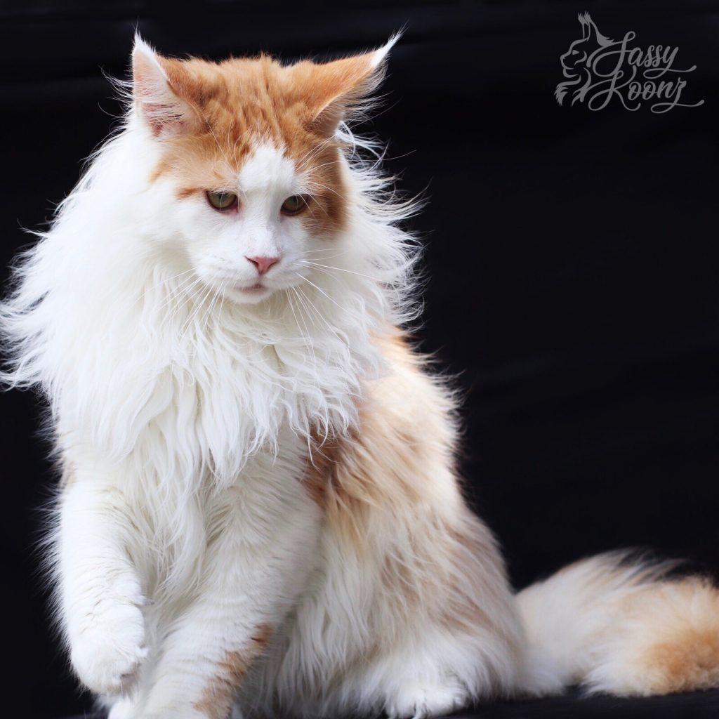 IMG_4826 ⋆ Sassy Koonz Maine Coon Cattery Maine coon cat