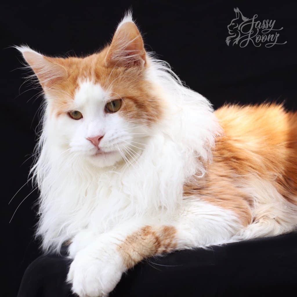 Headhunter ⋆ Sassy Koonz Maine Coon Cattery red smoke with white maine coon