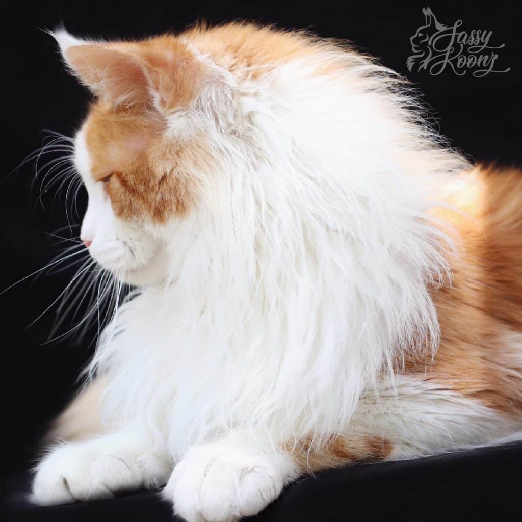 IMG_4829 ⋆ Sassy Koonz Maine Coon Cattery Maine coon cat