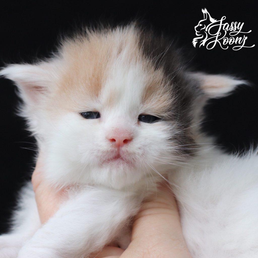 Darlene ⋆ Sassy Koonz Maine Coon Cattery big maine coon cats for sale 3 weeks old darlene