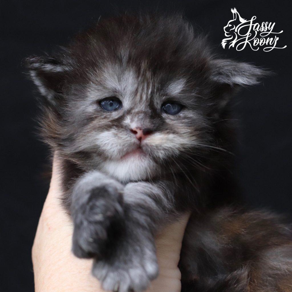 Graffiti ⋆ Sassy Koonz Maine Coon Cattery black smoke tortie maine coon