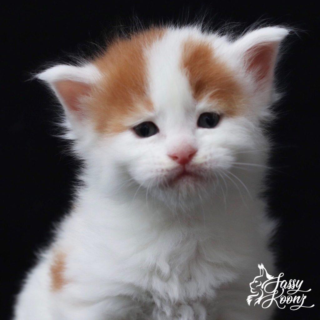 Manson ⋆ Sassy Koonz Maine Coon Cattery healthy maine coon kittens