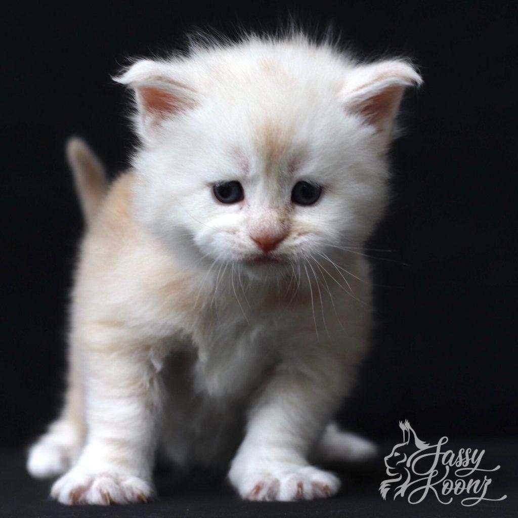 Lucas ⋆ Sassy Koonz Maine Coon Cattery pretty maine coon kittens