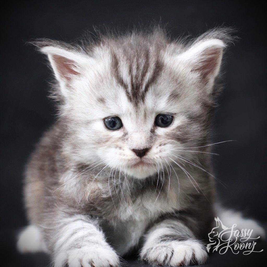 Marilyn ⋆ Sassy Koonz | Maine Coon Cats and Kittens