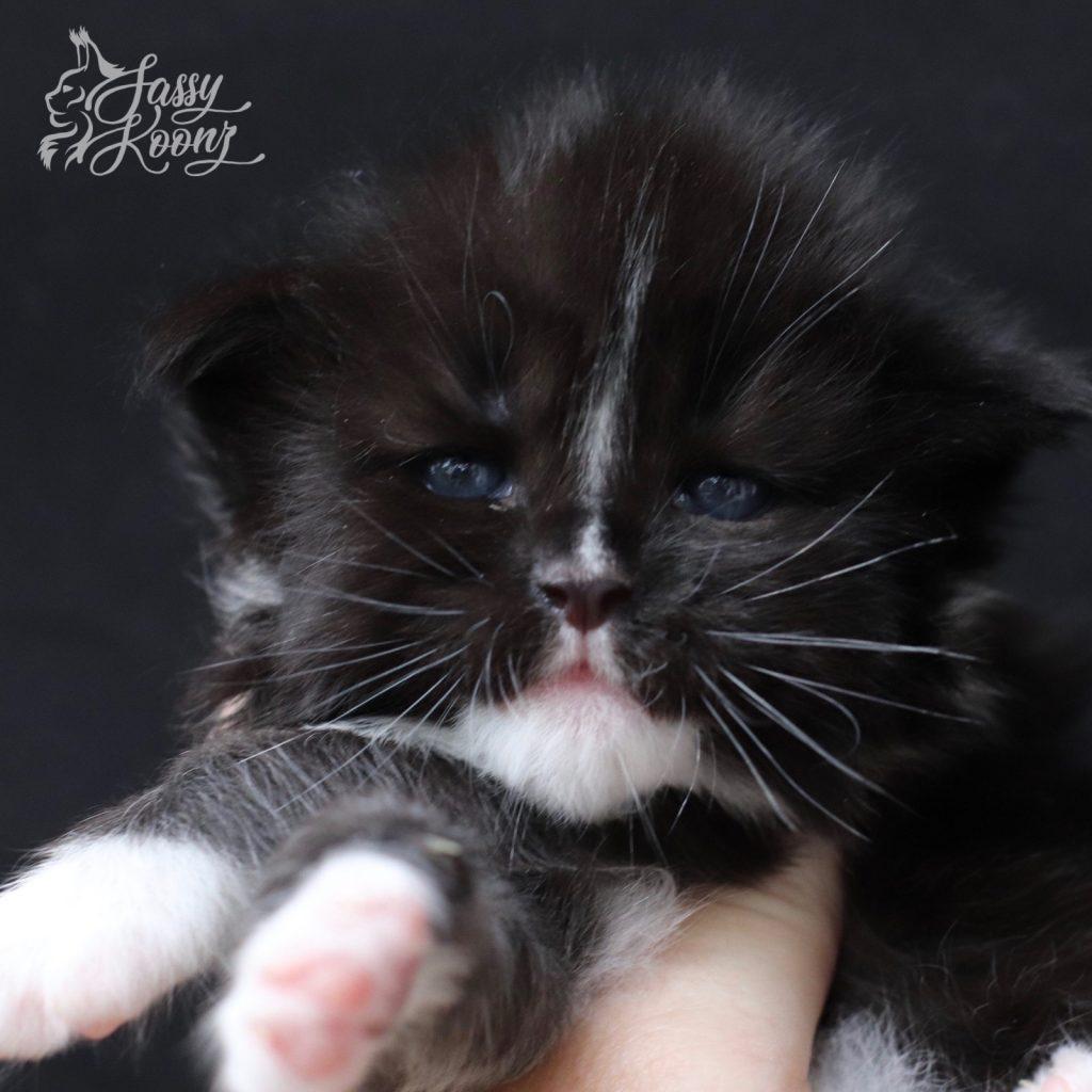 Moby Dick ⋆ Sassy Koonz Maine Coon Cattery tuxedo maine coon