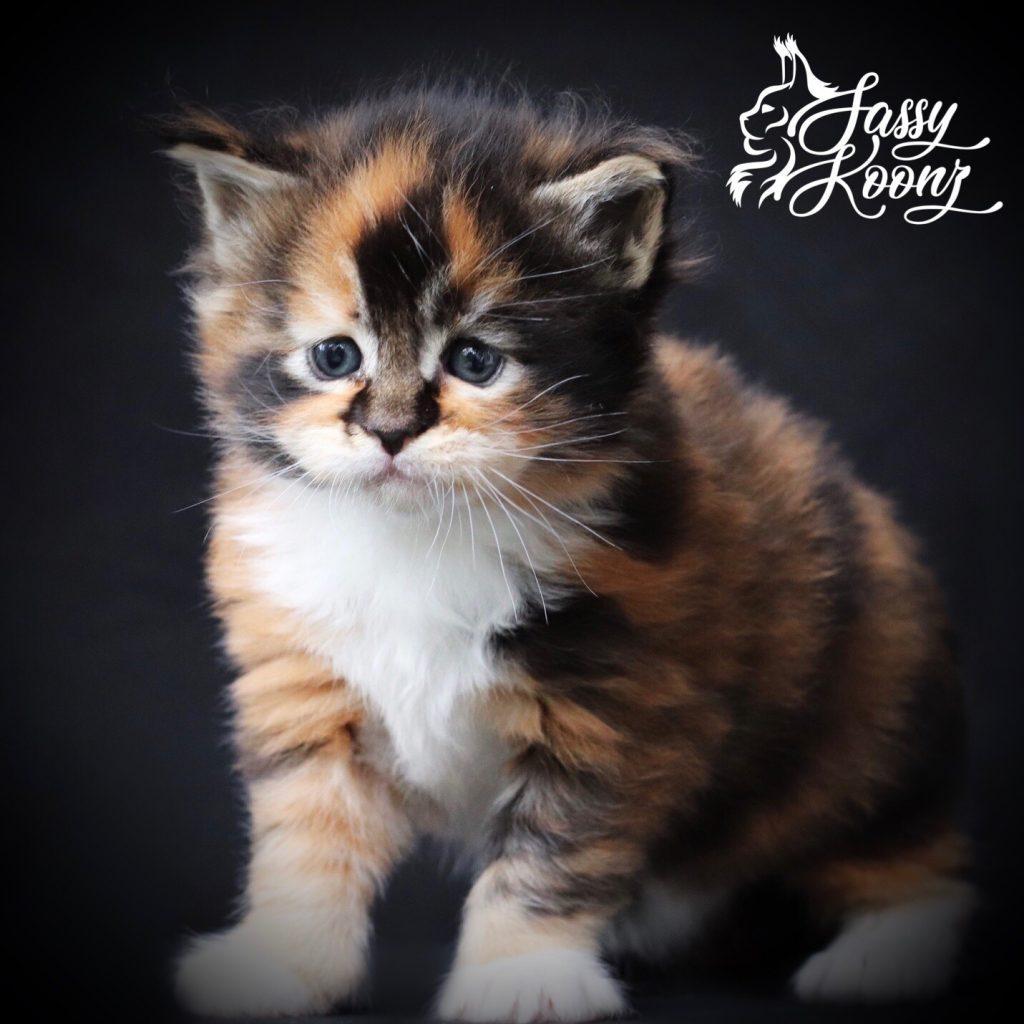 Zsa Zsa ⋆ Sassy Koonz Maine Coon Cattery maine coon breeder in jacksonville