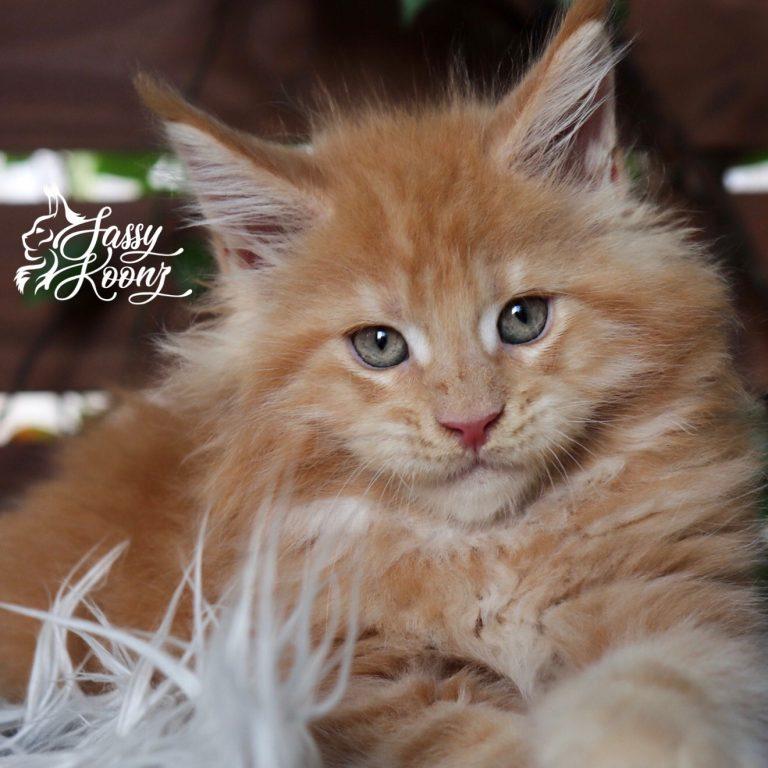 orange kitten maine coon