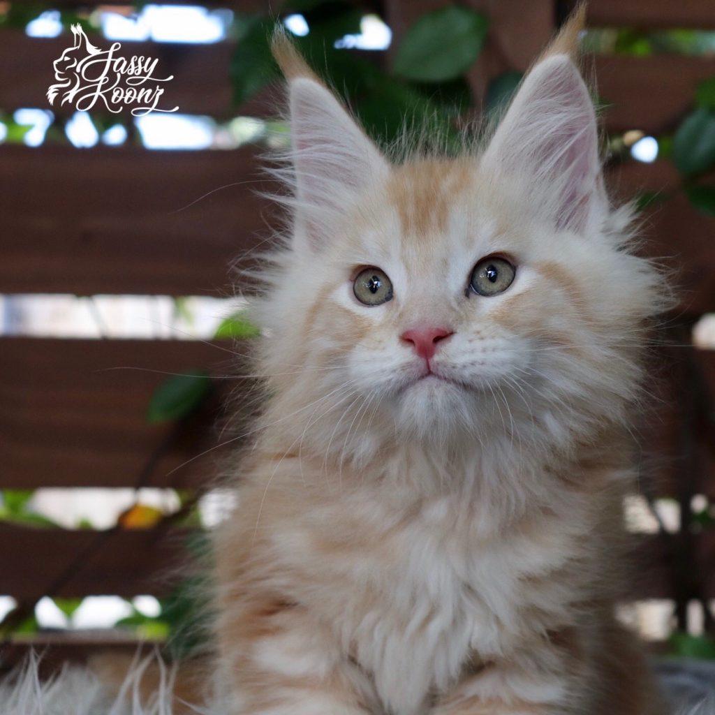 Kaboom ⋆ Sassy Koonz Maine Coon Cattery maine coon kittens texas