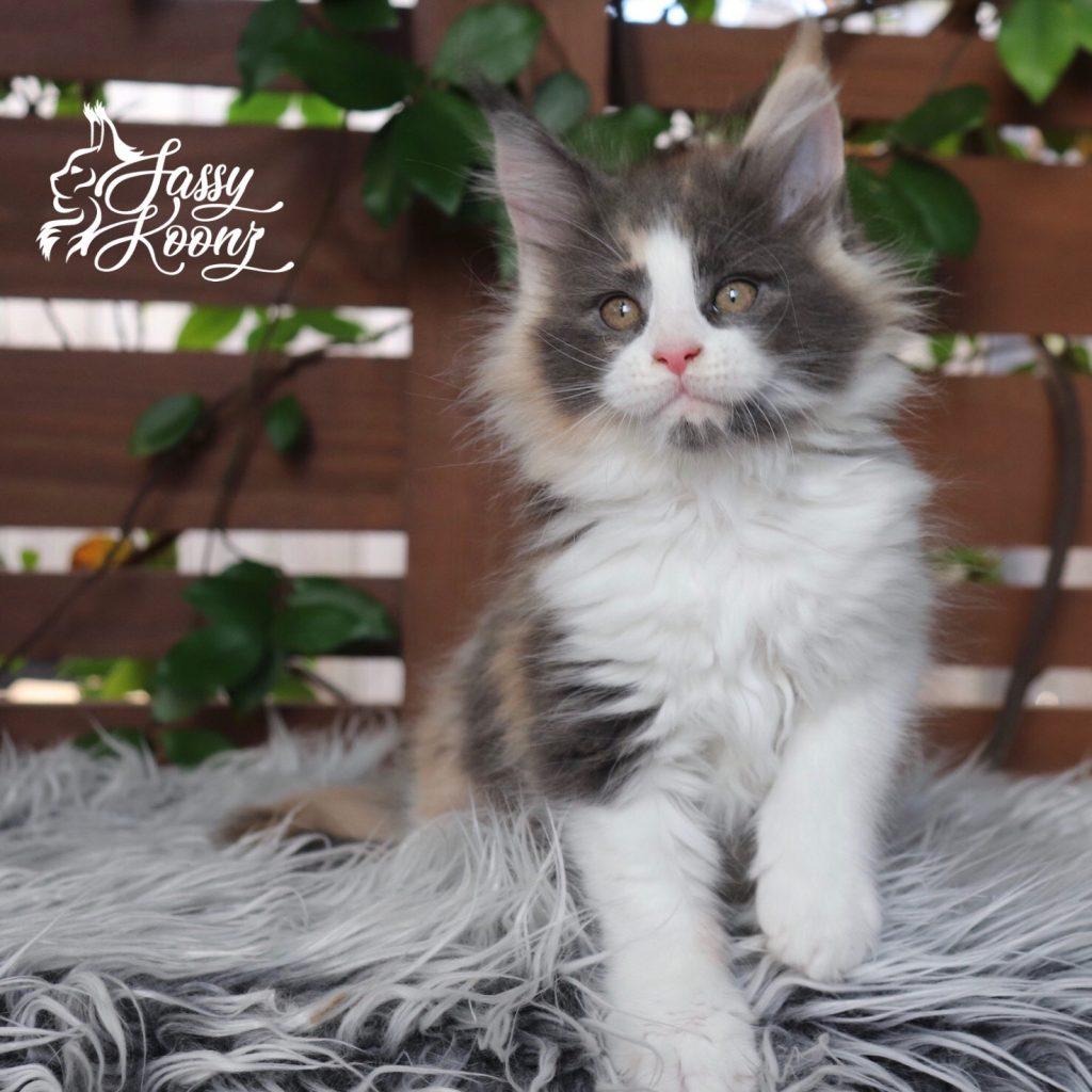 Love ⋆ Sassy Koonz Maine Coon Cattery blue tortie maine coon