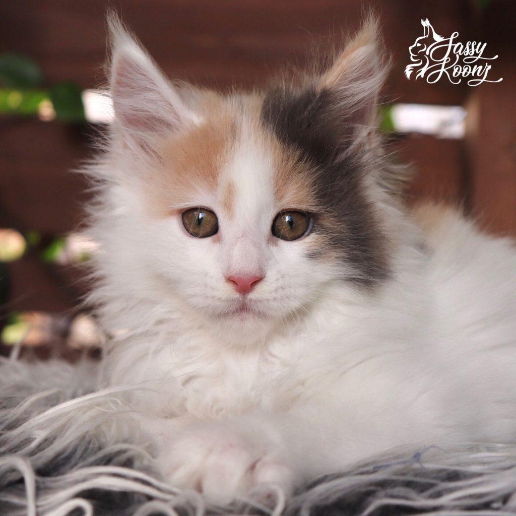 Darlene ⋆ Sassy Koonz Maine Coon Cattery pretty maine coons