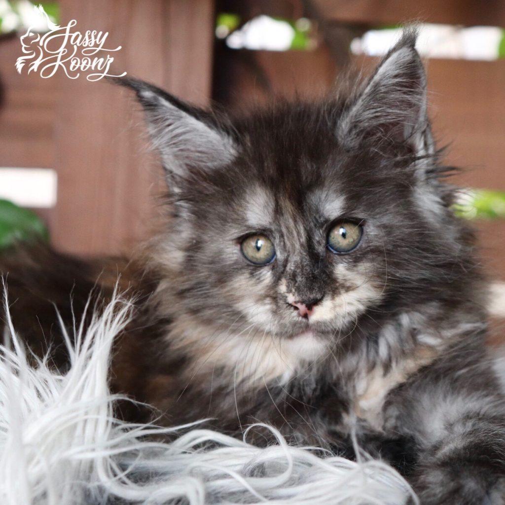 Graffiti ⋆ Sassy Koonz Maine Coon Cattery black smoke maine coon for sale