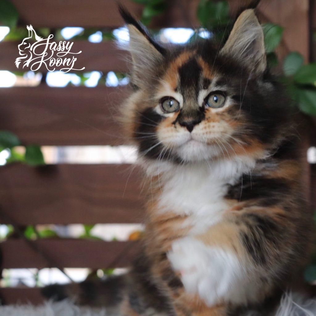 Zsa Zsa ⋆ Sassy Koonz Maine Coon Cattery maine coon kitens for sale