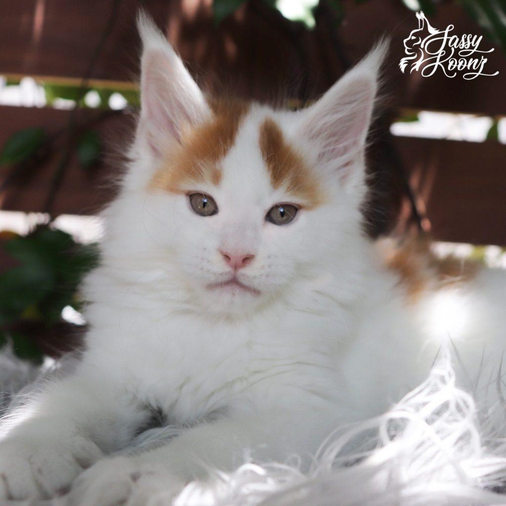 Manson ⋆ Sassy Koonz Maine Coon Cattery maine coon breeder near me