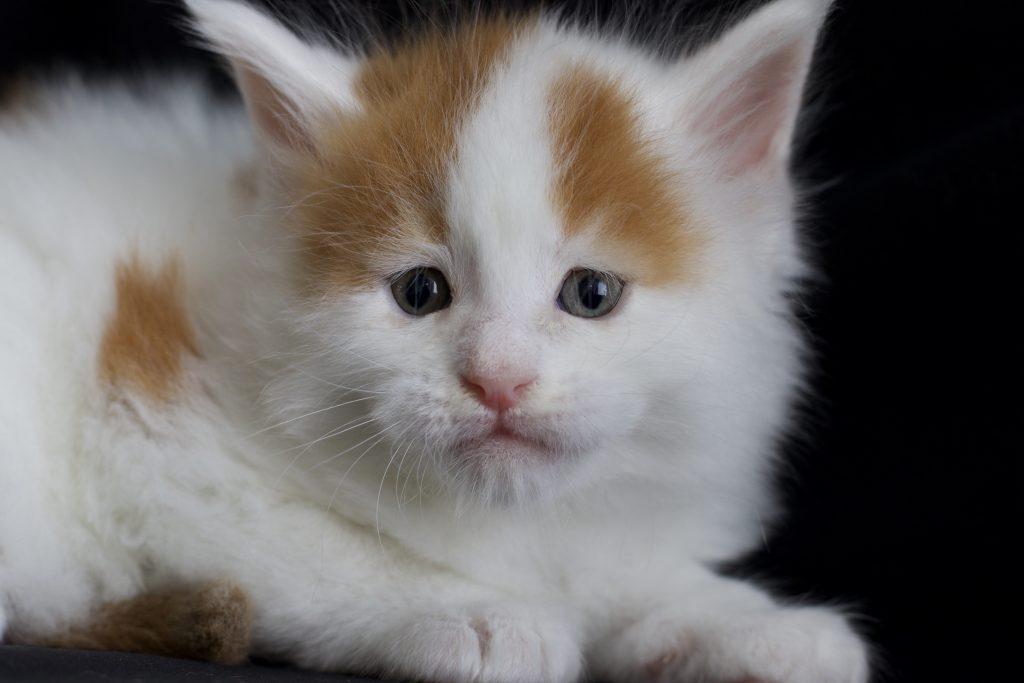 Manson ⋆ Sassy Koonz Maine Coon Cattery reputable maine coon breeders