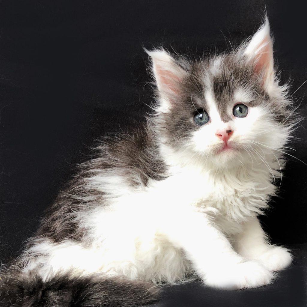 Zeppelin ⋆ Sassy Koonz Maine Coon Cattery best maine coon kitten breeders