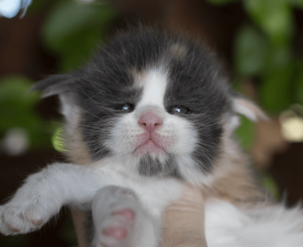 Love-3 Weeks Old ⋆ Sassy Koonz Maine Coon Cattery blue calico maine coon kitten