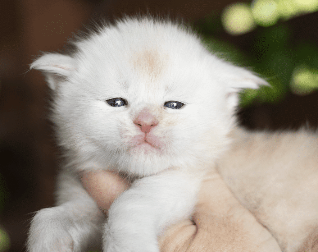 Lucas-3 Weeks Old ⋆ Sassy Koonz Maine Coon Cattery cream silver tabby