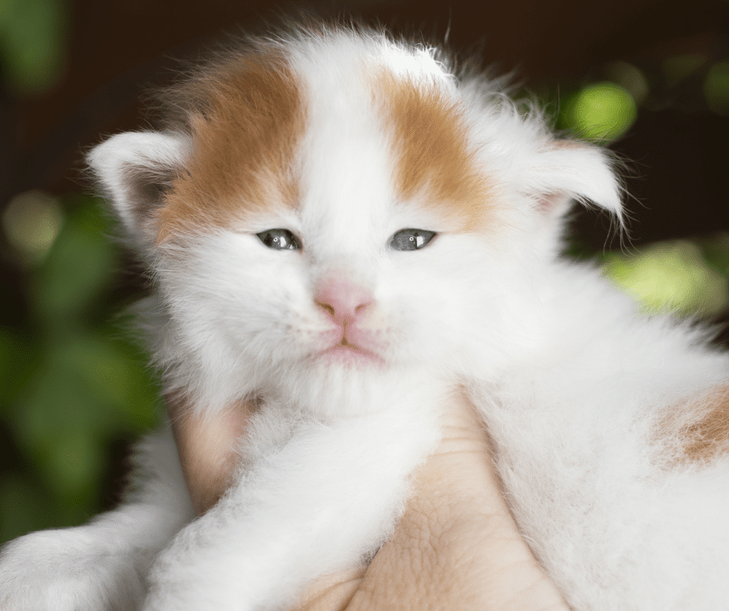 Manson-3 Weeks Old ⋆ Sassy Koonz Maine Coon Cattery harlequin Maine Coon Kitten