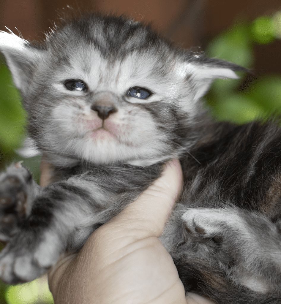 Marilyn-3 Weeks Old_1 ⋆ Sassy Koonz Maine Coon Cattery Maine coon kittens for sale Florida