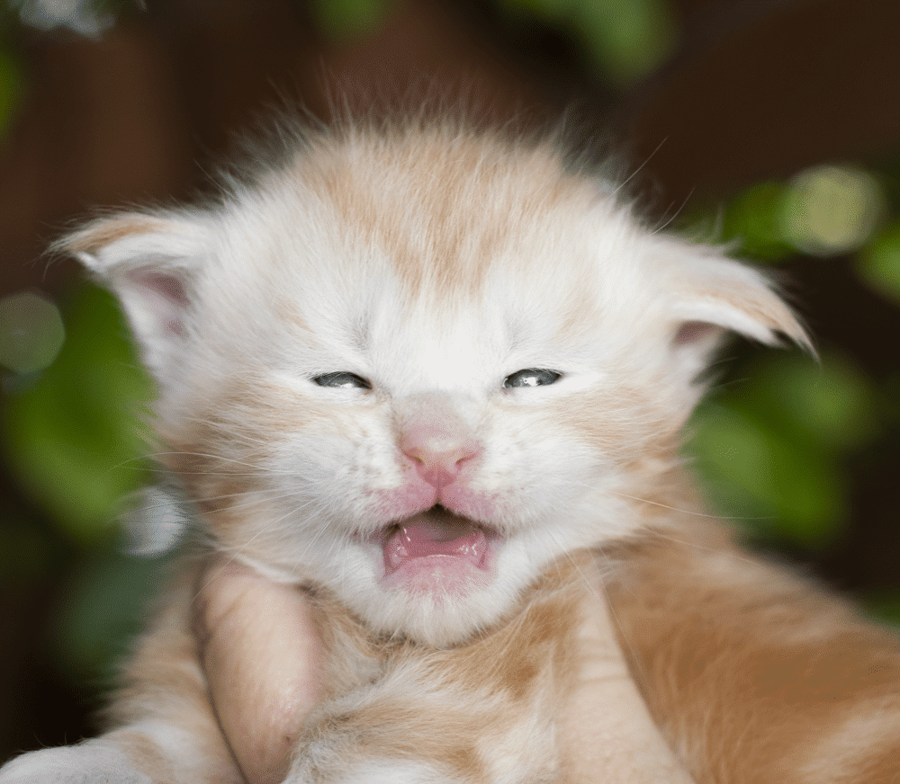 Kaboom - 3 Weeks old ⋆ Sassy Koonz Maine Coon Cattery red silver maine coon kitten