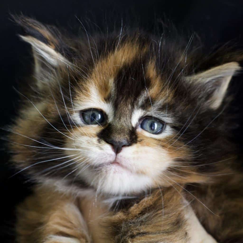 Zsa Zsa ⋆ Sassy Koonz Maine Coon Cattery calico maine coon kittens