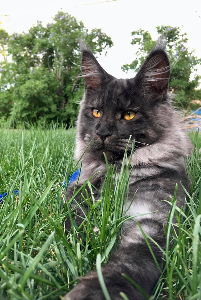 Spike-6-Months-Old ⋆ Sassy Koonz Maine Coon Cattery Mine coon cat