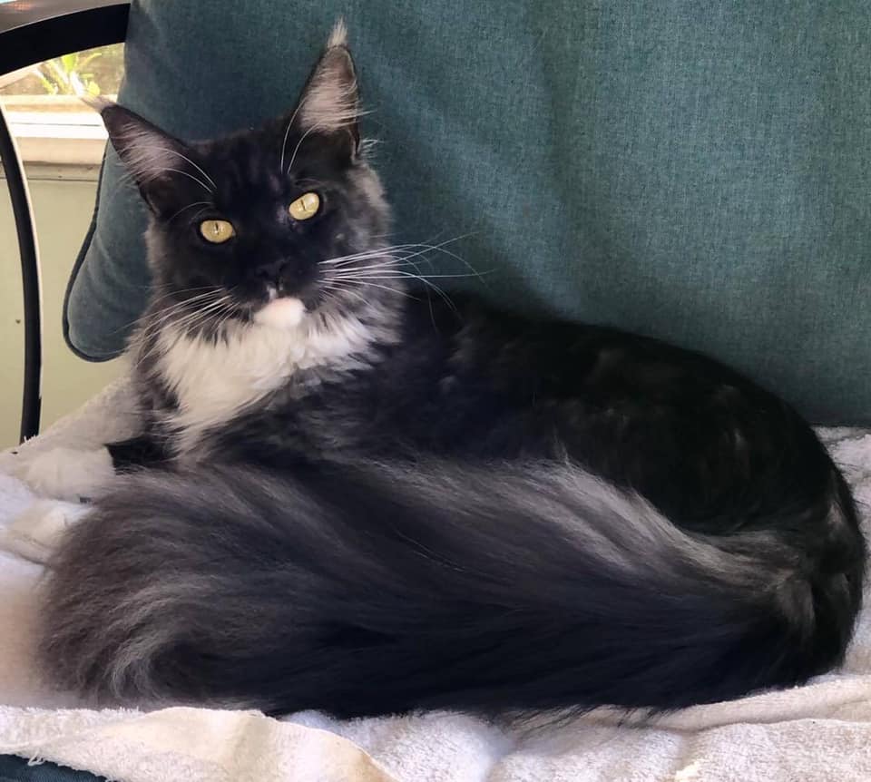 Torry-1-Year-old ⋆ Sassy Koonz Maine Coon Cattery Maine coon cat