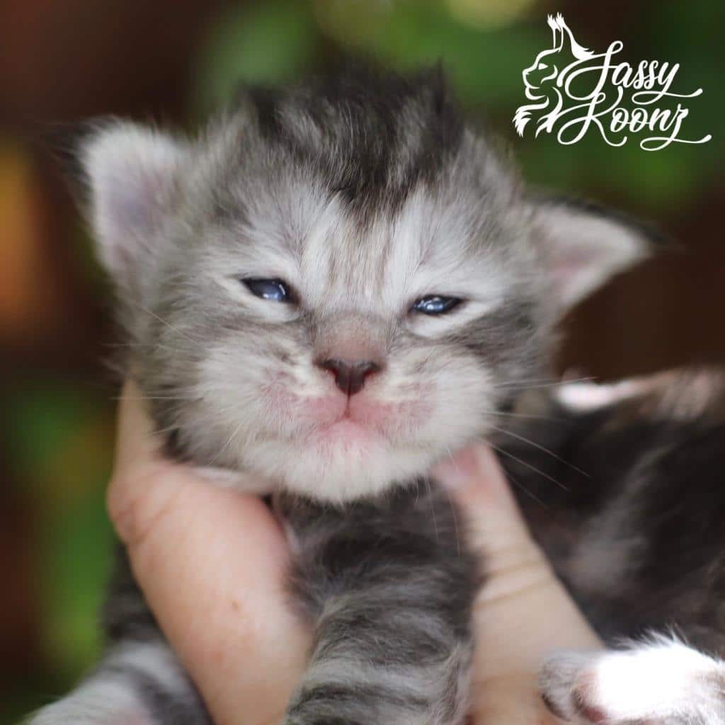 Marilyn ⋆ Sassy Koonz Maine Coon Cattery black silver torbie maine coon kitten