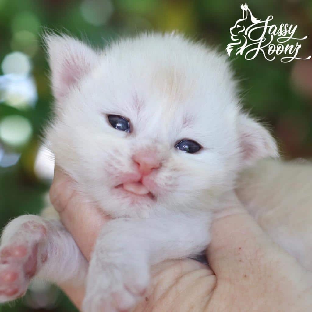 Lucas ⋆ Sassy Koonz Maine Coon Cattery cream smoke maine coon