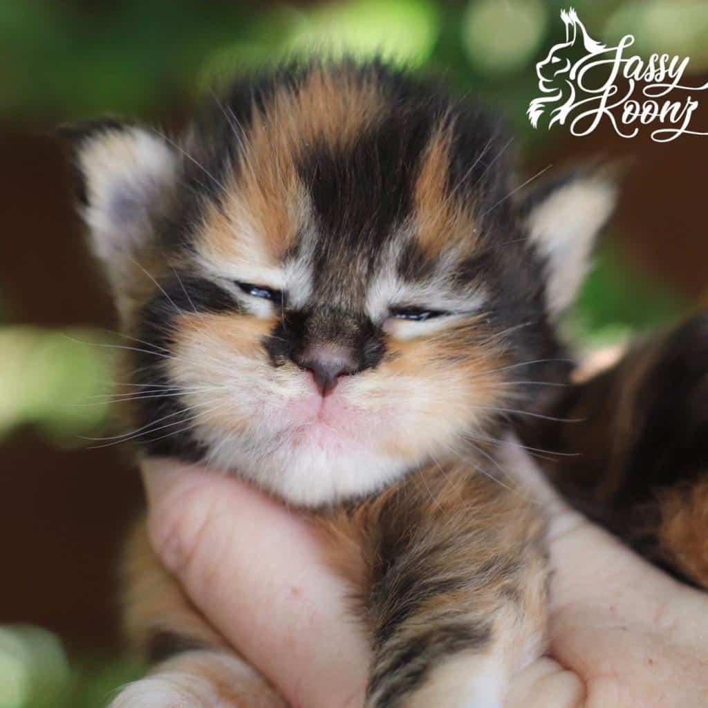 Zsa Zsa ⋆ Sassy Koonz Maine Coon Cattery black torbie maine coon kitten