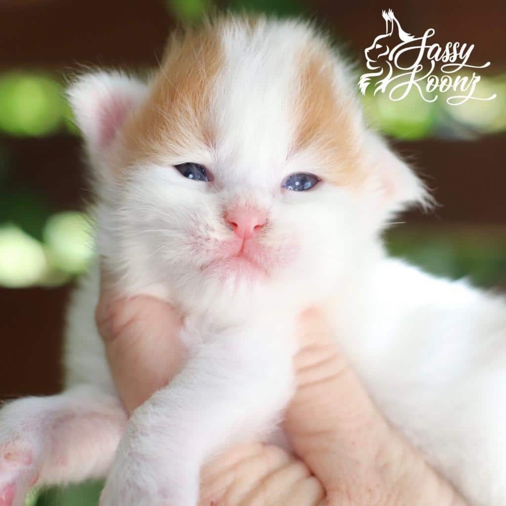 Manson ⋆ Sassy Koonz Maine Coon Cattery maine coon harlequin