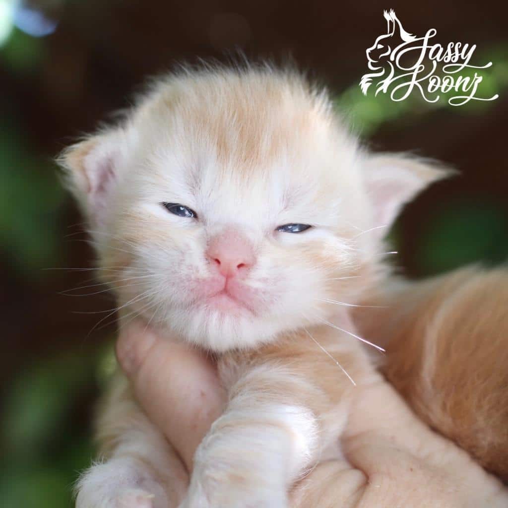 Kaboom ⋆ Sassy Koonz Maine Coon Cattery red silver maine coon kitten