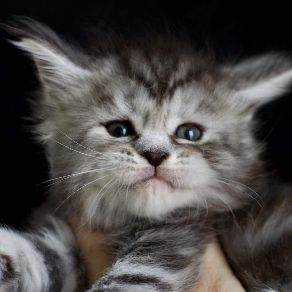 Marilyn ⋆ Sassy Koonz Maine Coon Cattery black silver torbie Maine Coon kitten